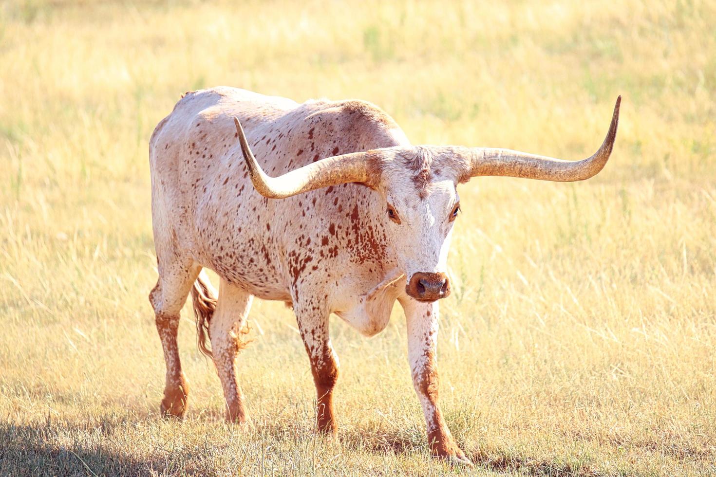 Longhorn caminando en campo de hierba foto