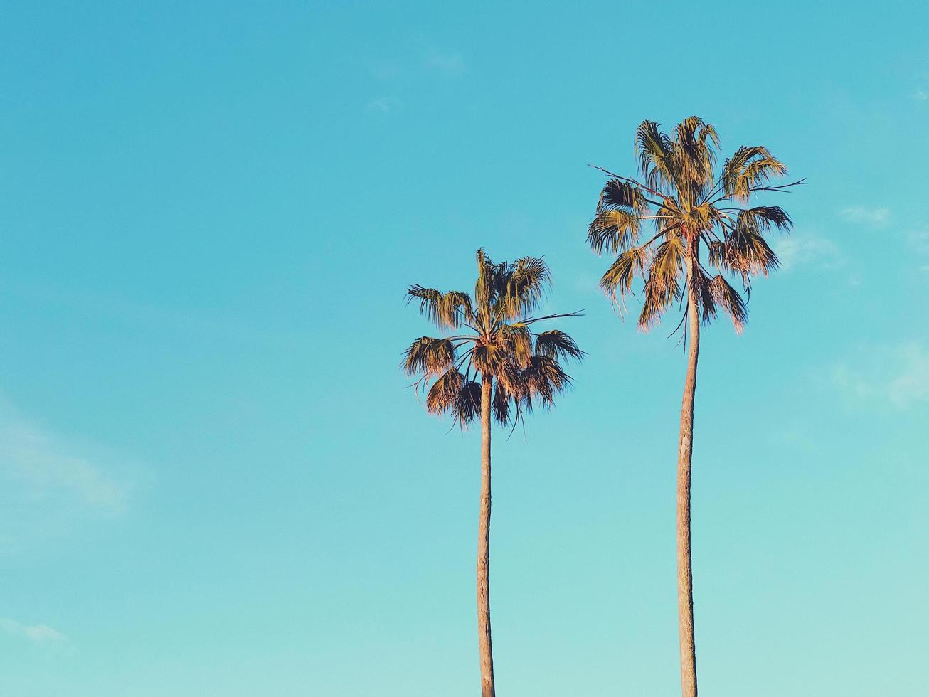 Two brown palm trees photo