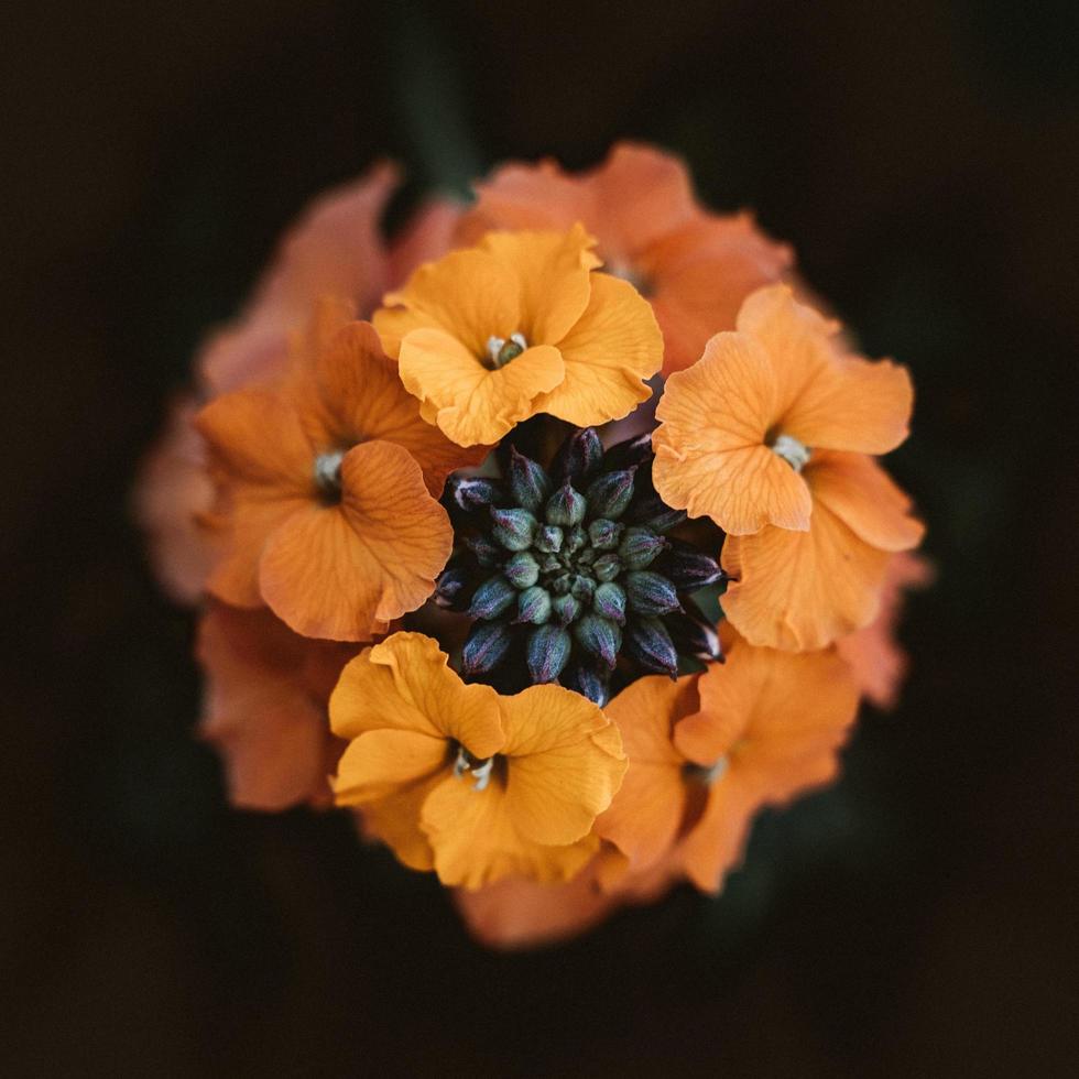 Fotografía de enfoque selectivo de flores de naranja foto