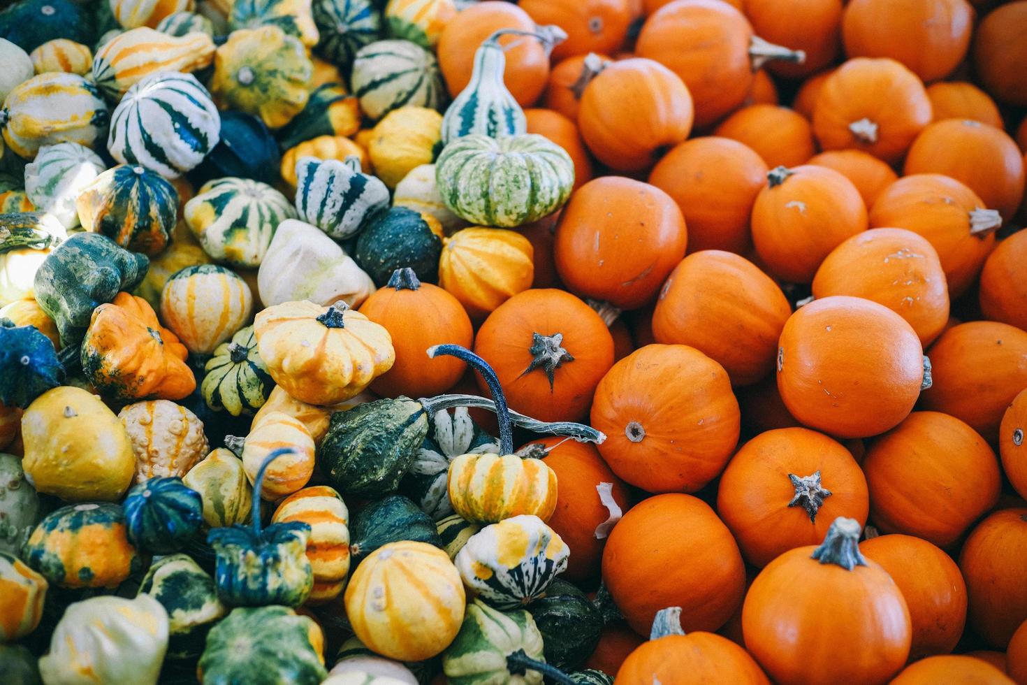 lote de calabazas surtidas foto