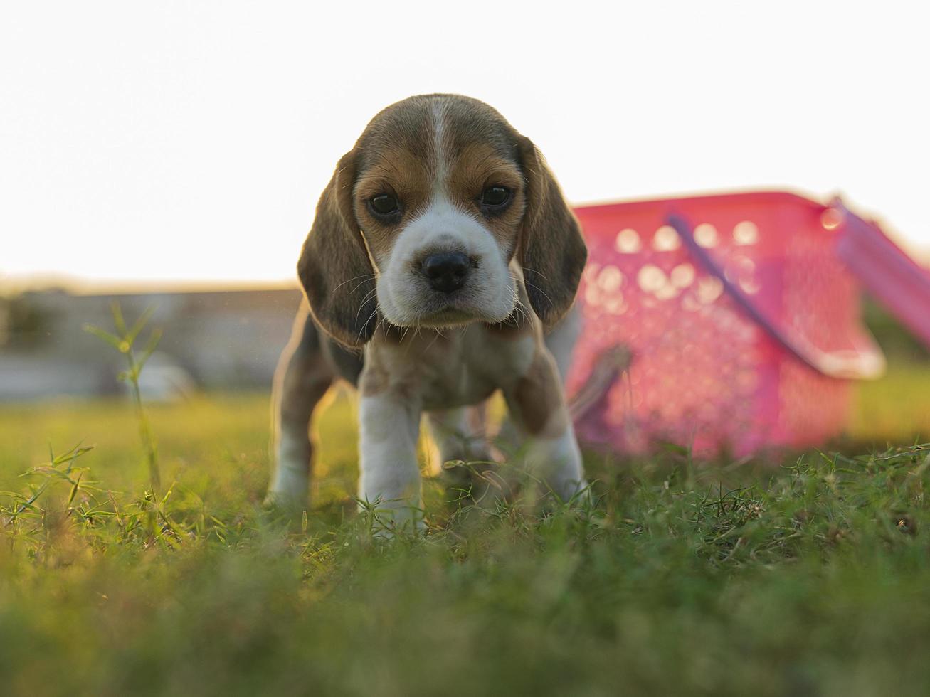 Beagle puppy on green grass field photo