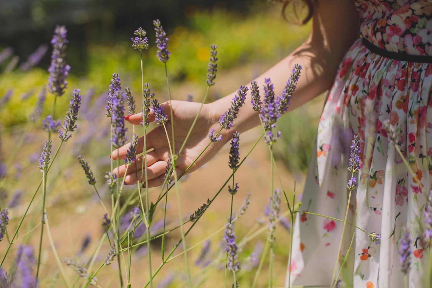 Woman running hand through lavender photo