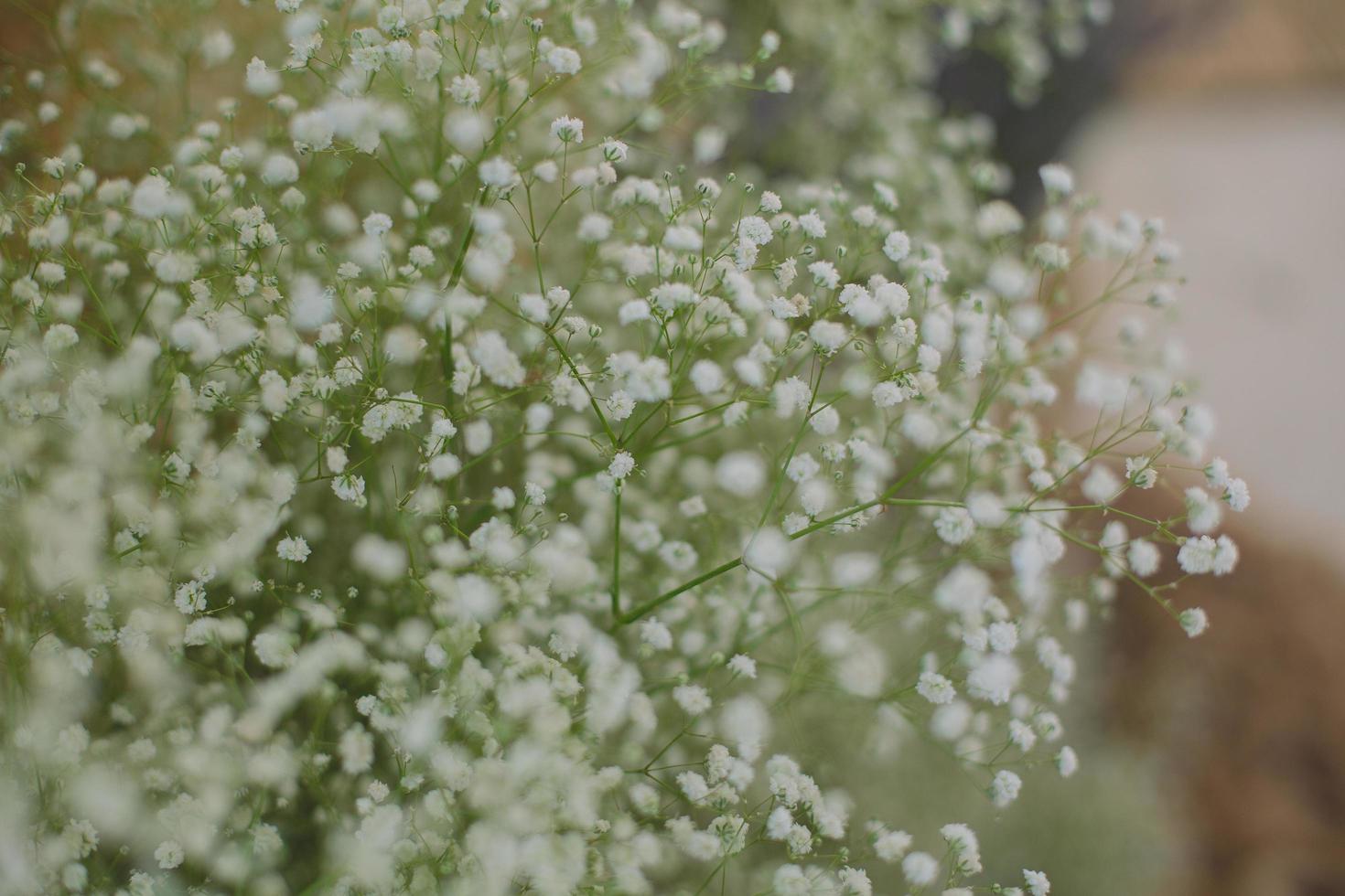 Close-up of baby's-breath photo