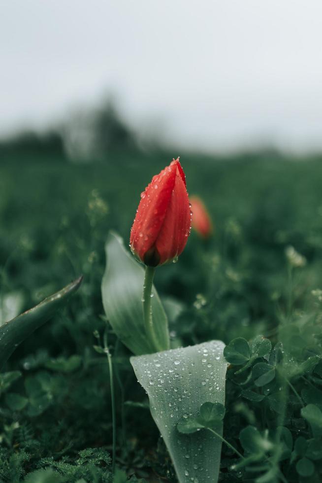 Red flower bud photo