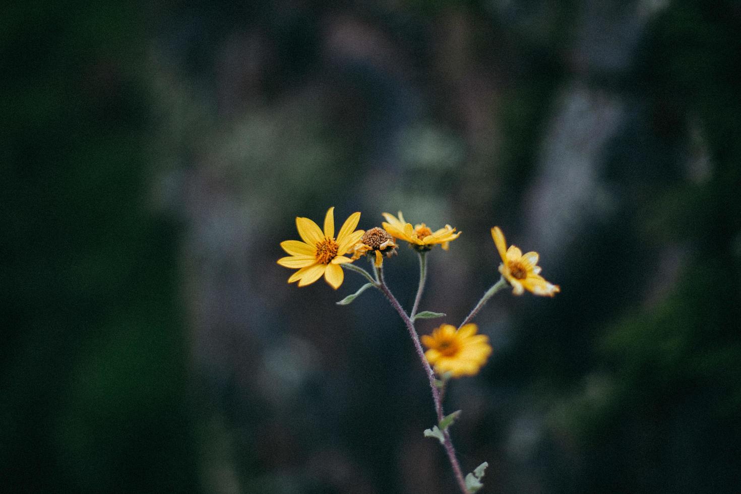 Closeup of yellow flower photo