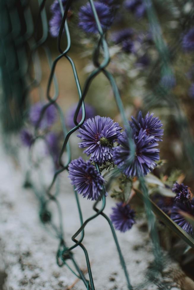 Purple flowers on fence photo