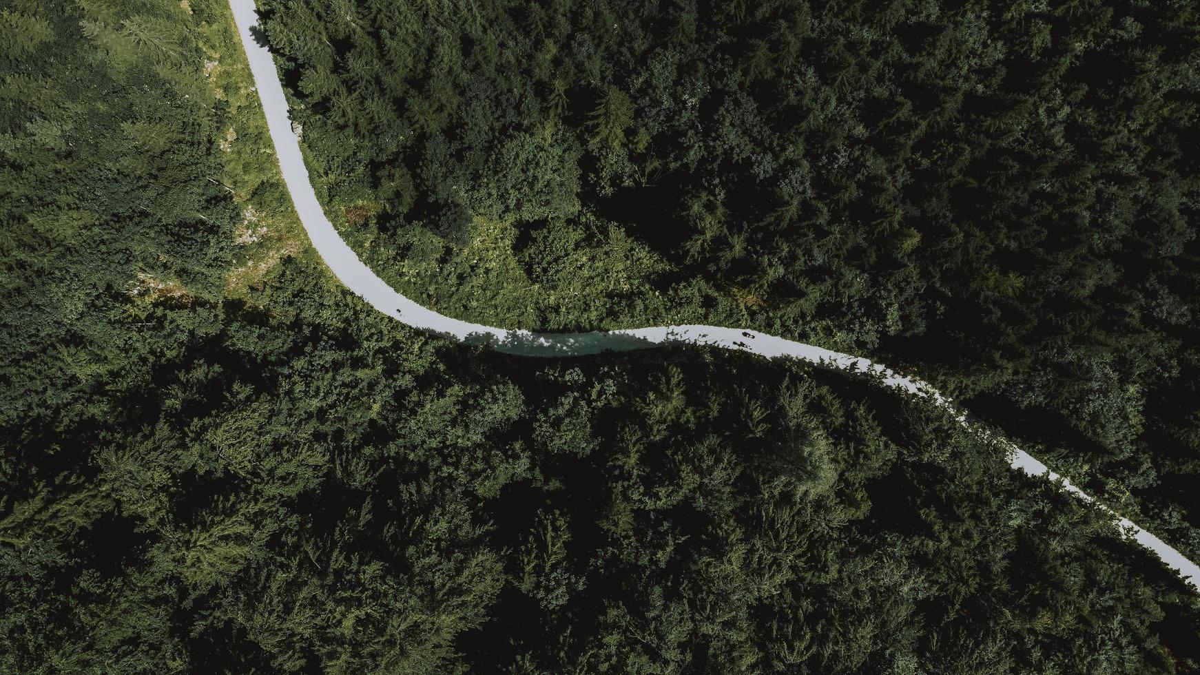 Aerial view of green trees photo