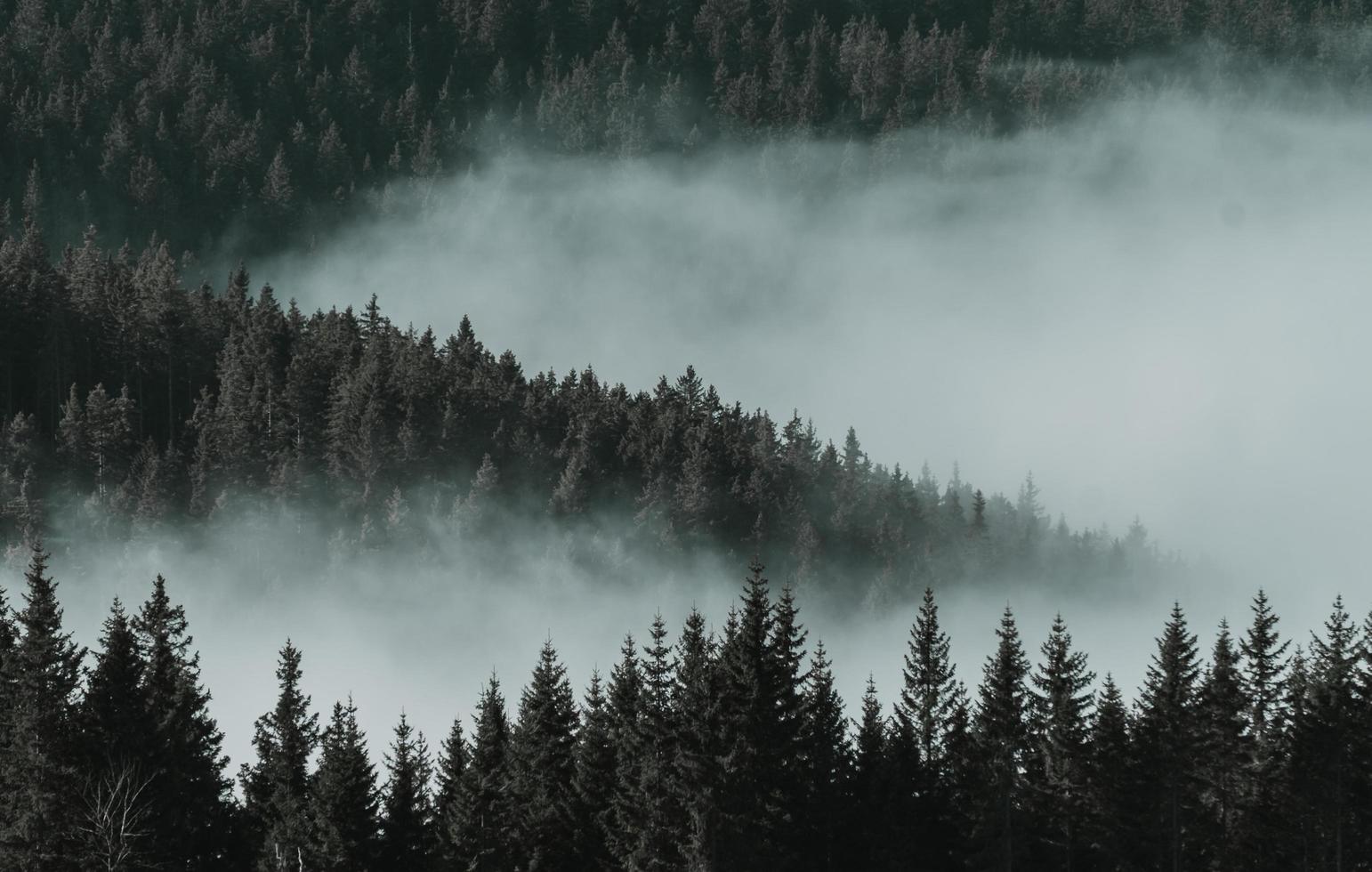 Bird's eye view of pine trees photo