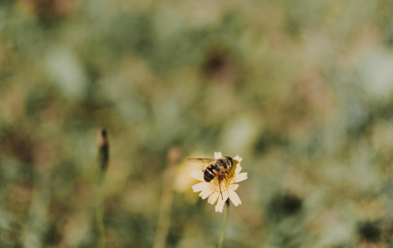 Bee on yellow flower photo