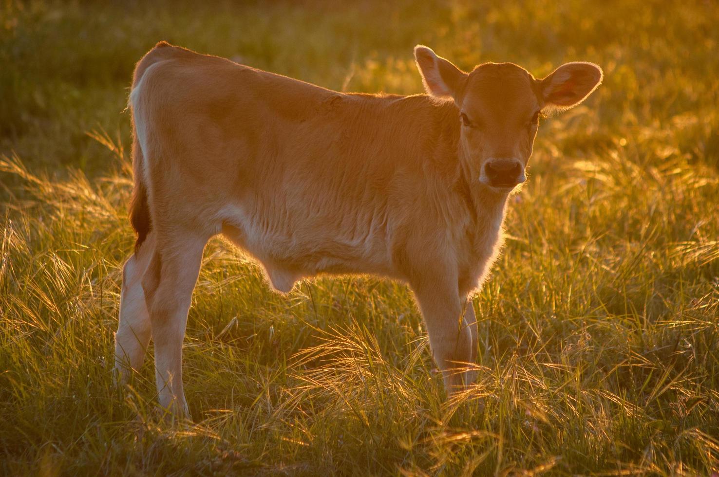 Brown cow in grassy field photo