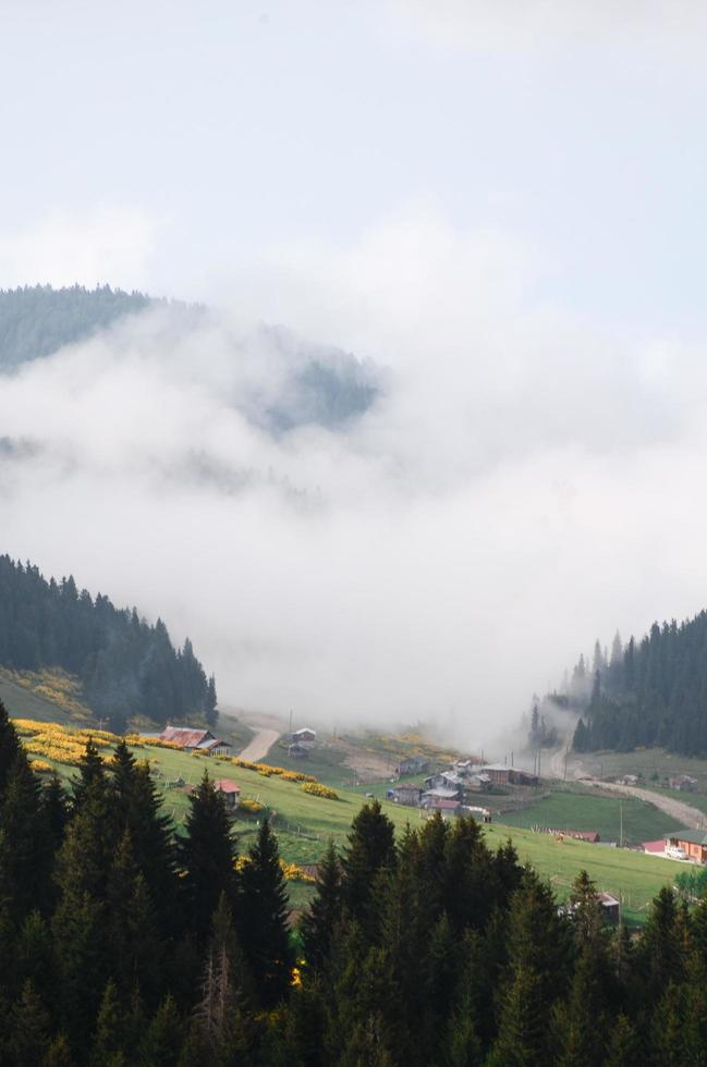 Aerial view of mountains and trees in fog photo