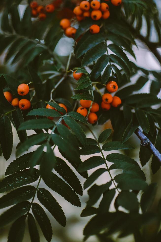 bayas de naranja en la planta foto