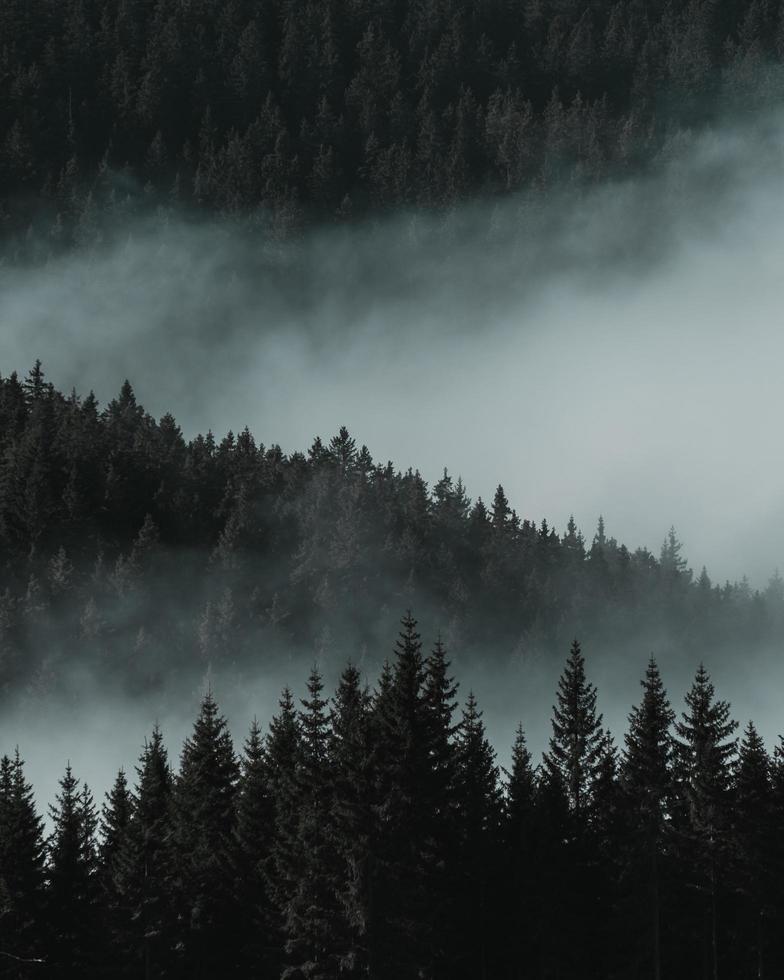 Aerial view of pine trees photo