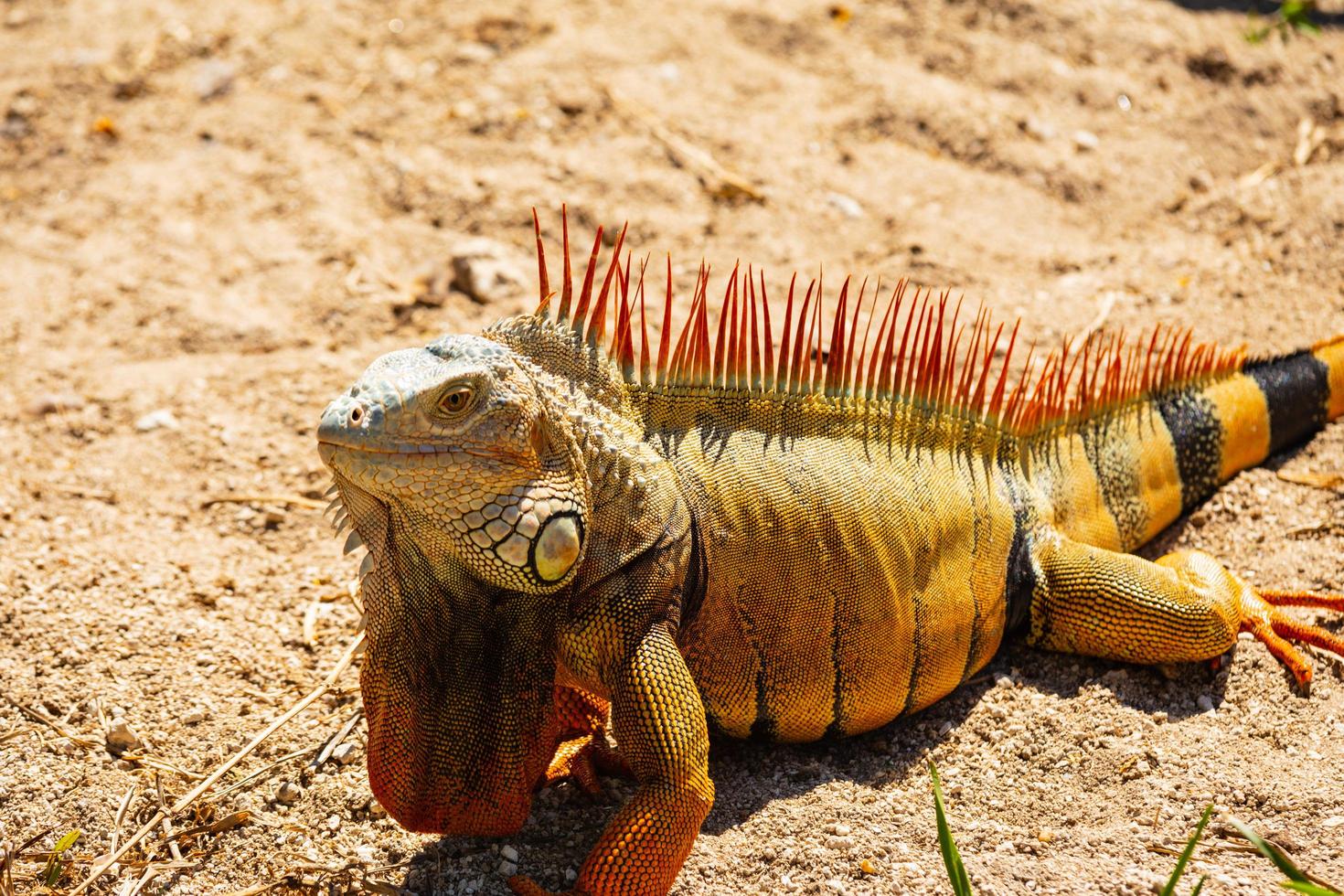 Close-up of iguana photo