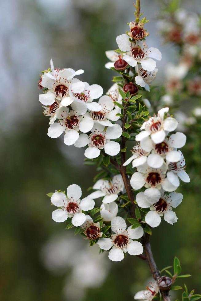 árbol de té en flor foto