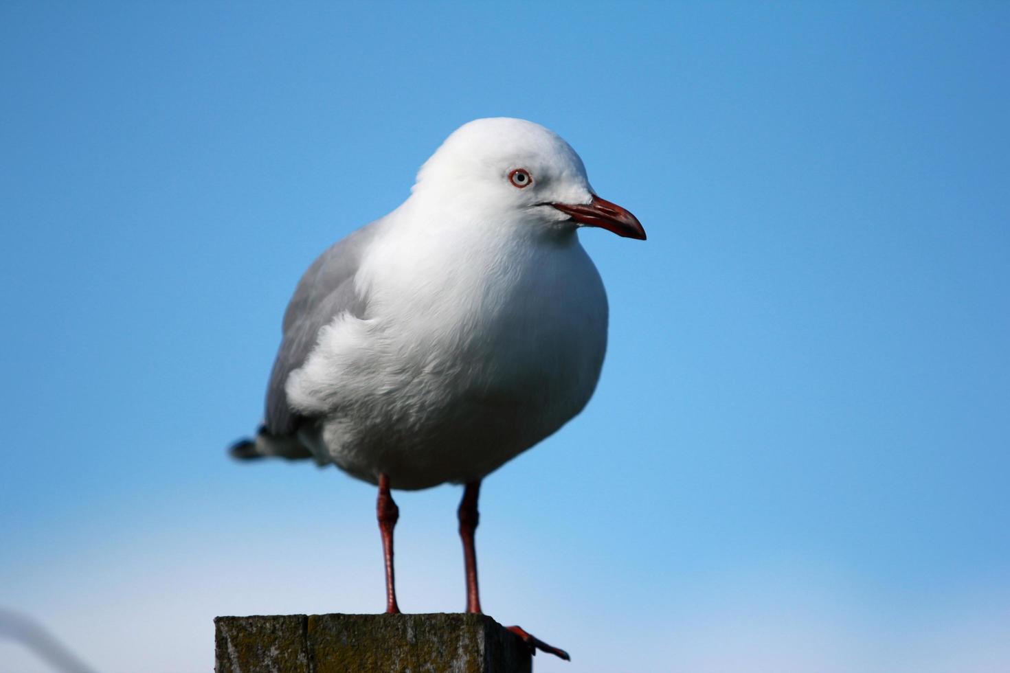 Red beaked seagull photo