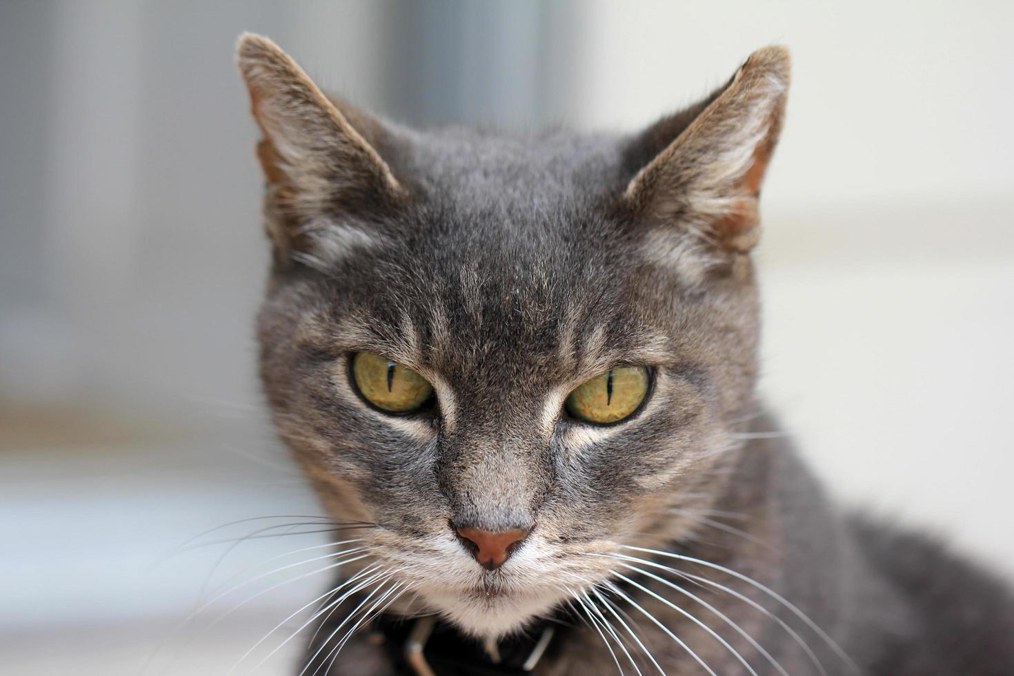 gato gris con ojos amarillos foto