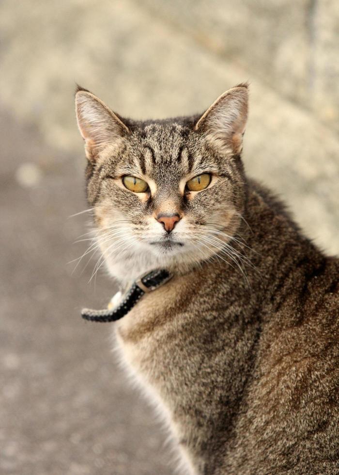 Tabby cat on path photo