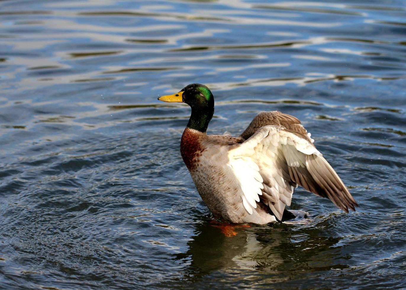 pato aleteando en el agua foto