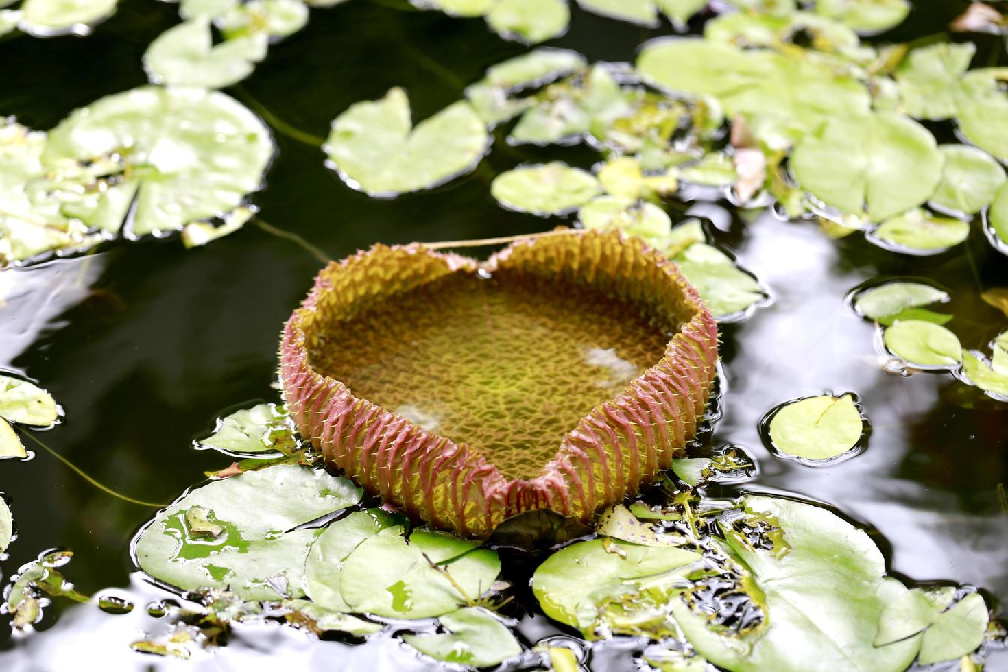 Water lilies on pond photo