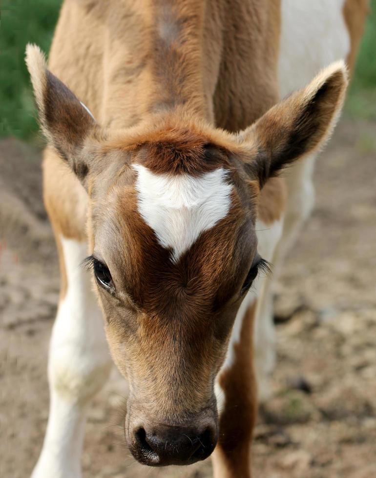 Calf looking down photo