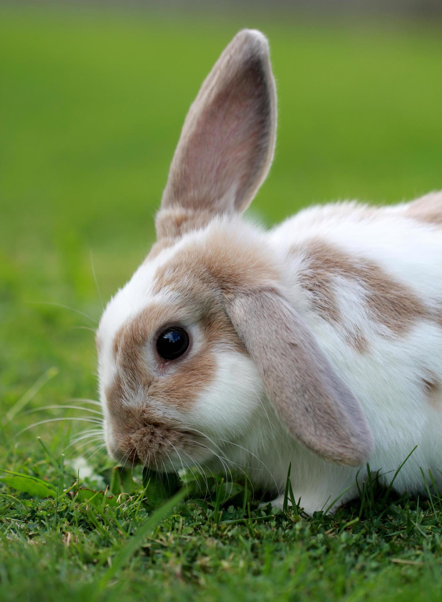 Mini lop bunny photo