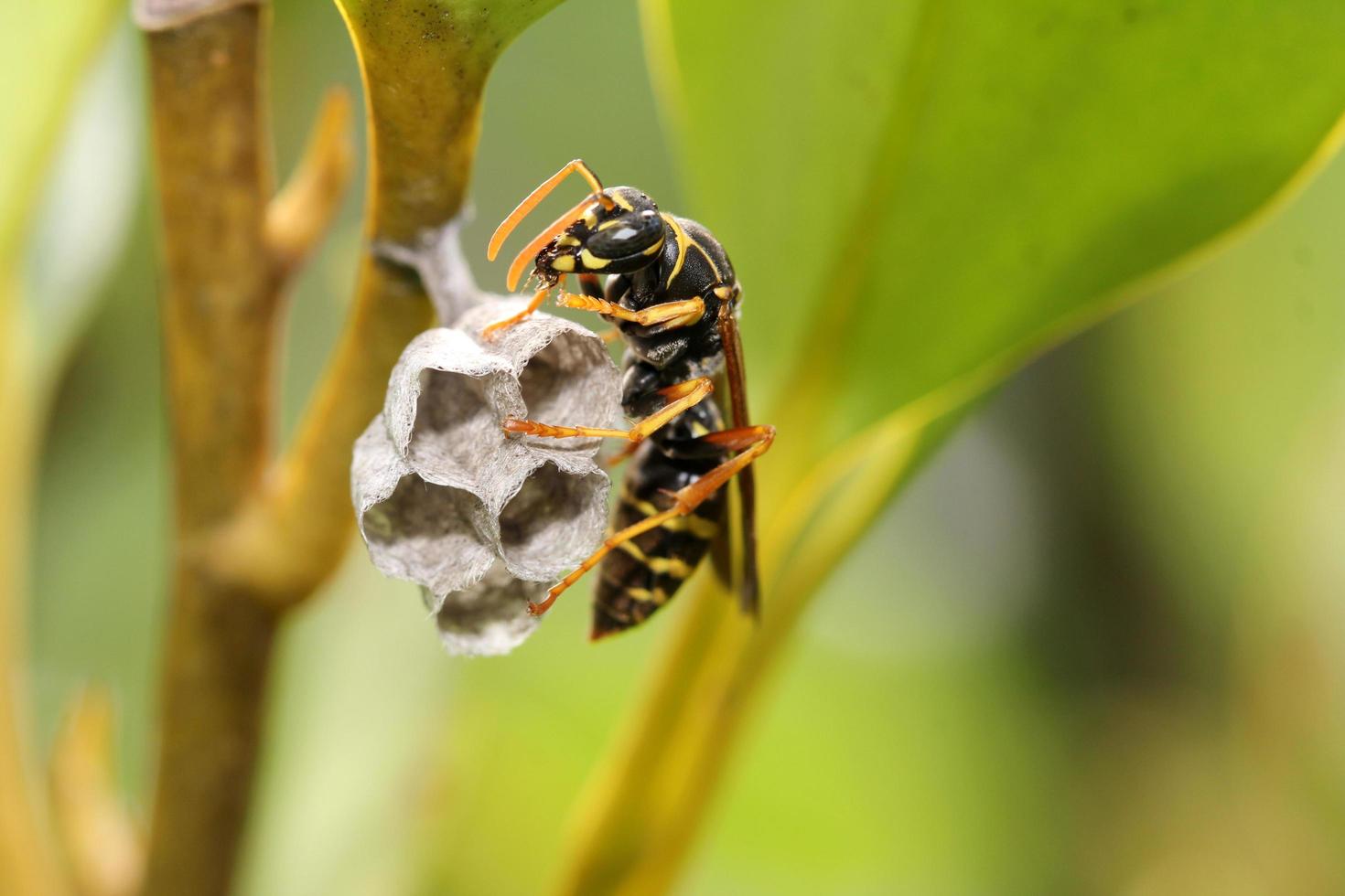 avispa construyendo un nido foto