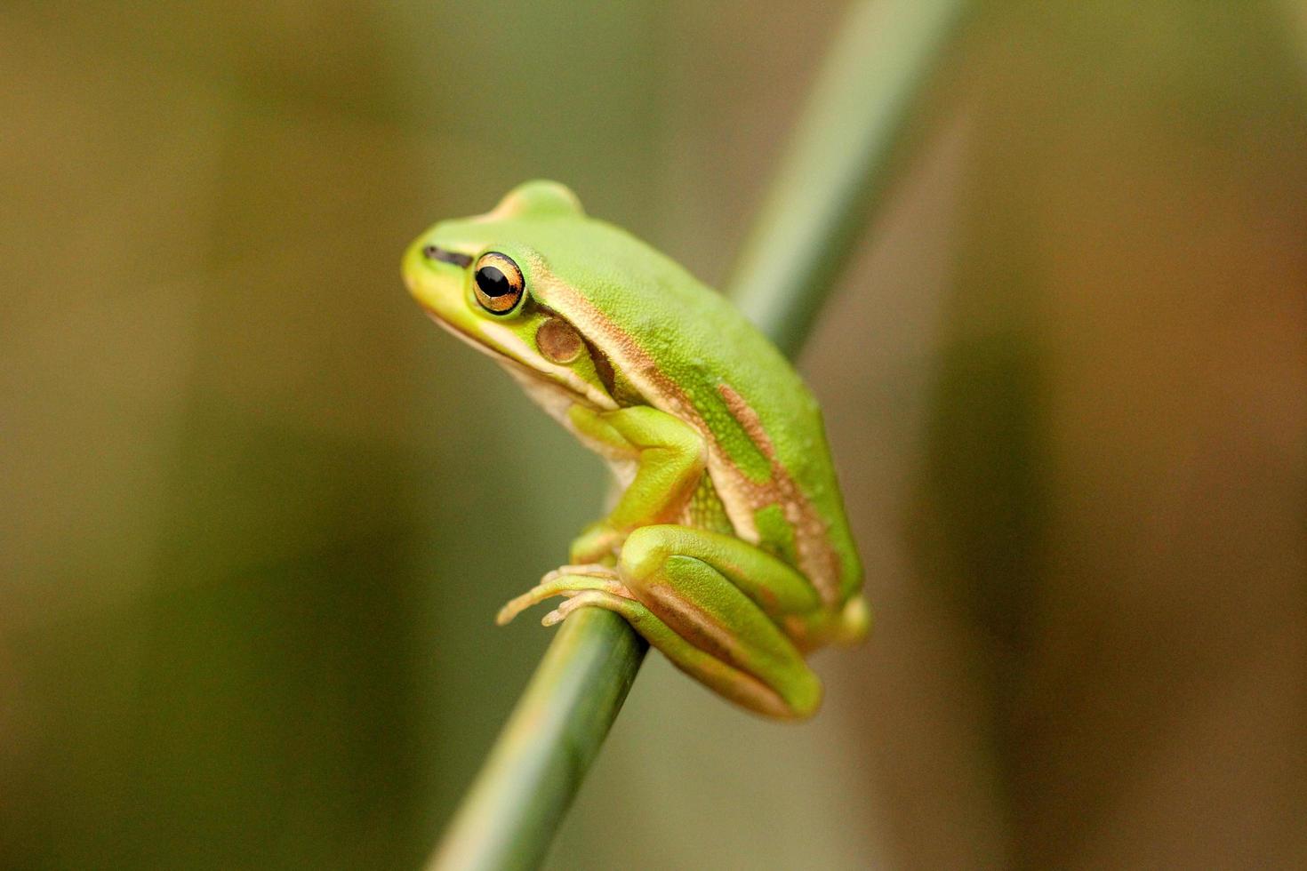 Green frog on stalk photo