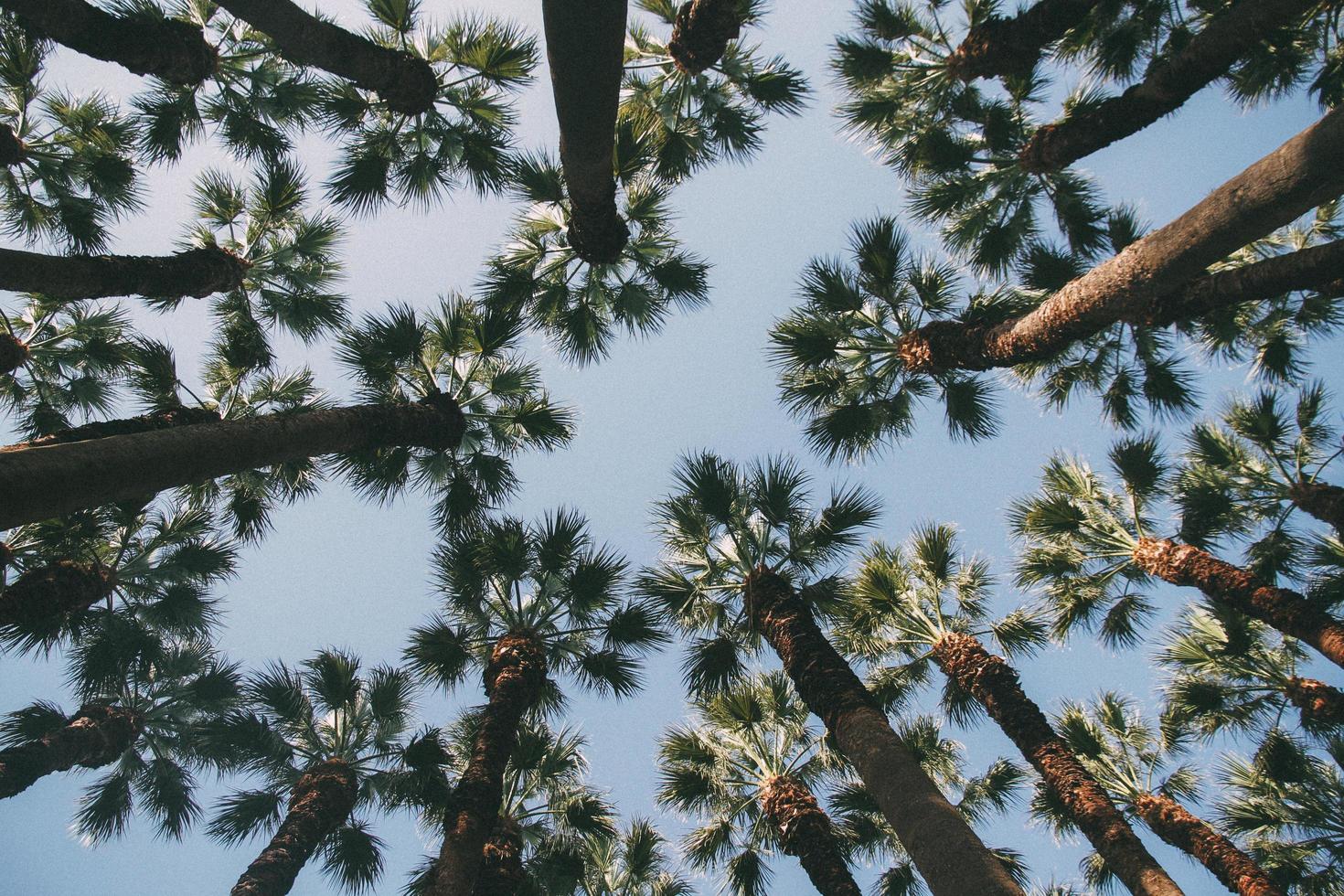 Palm trees overhead photo