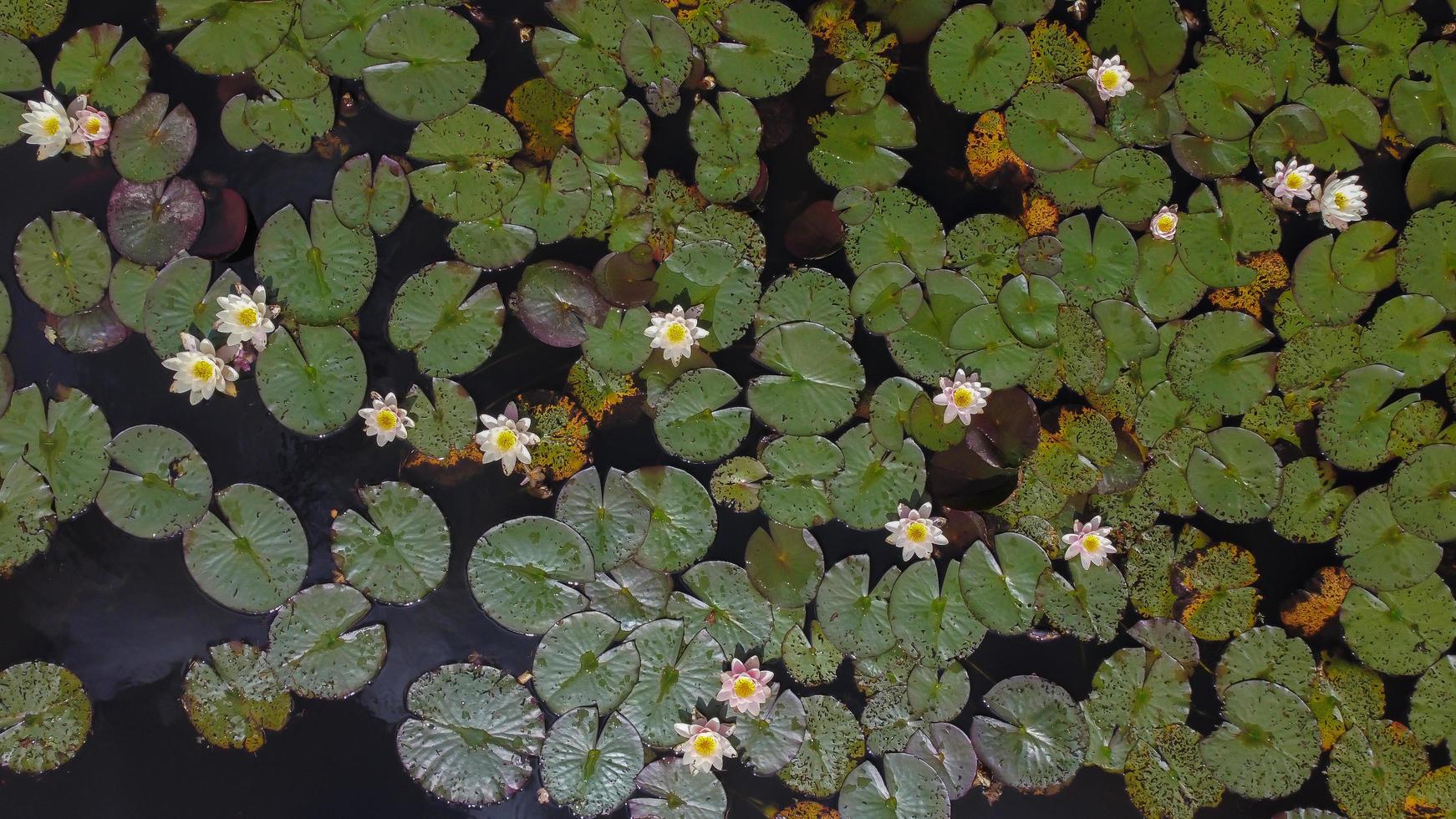 White and yellow flowers with green leaves photo