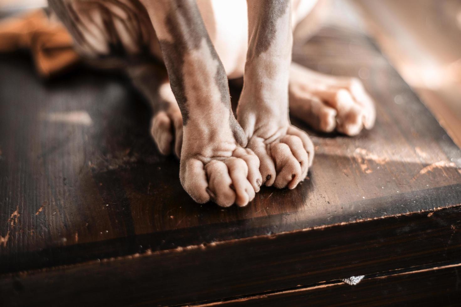 Sphynx cat toes photo