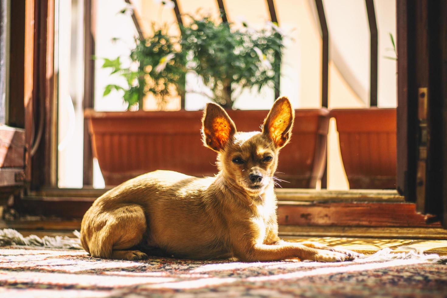 perro cerca de macetas foto