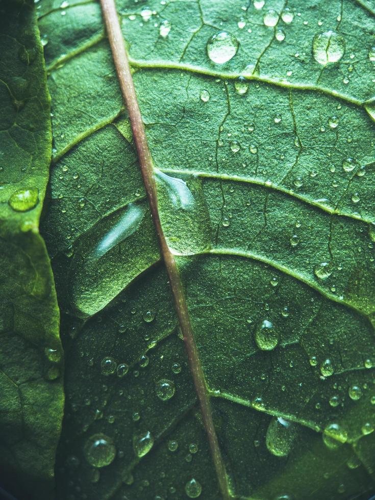 Green leaf with water droplets photo