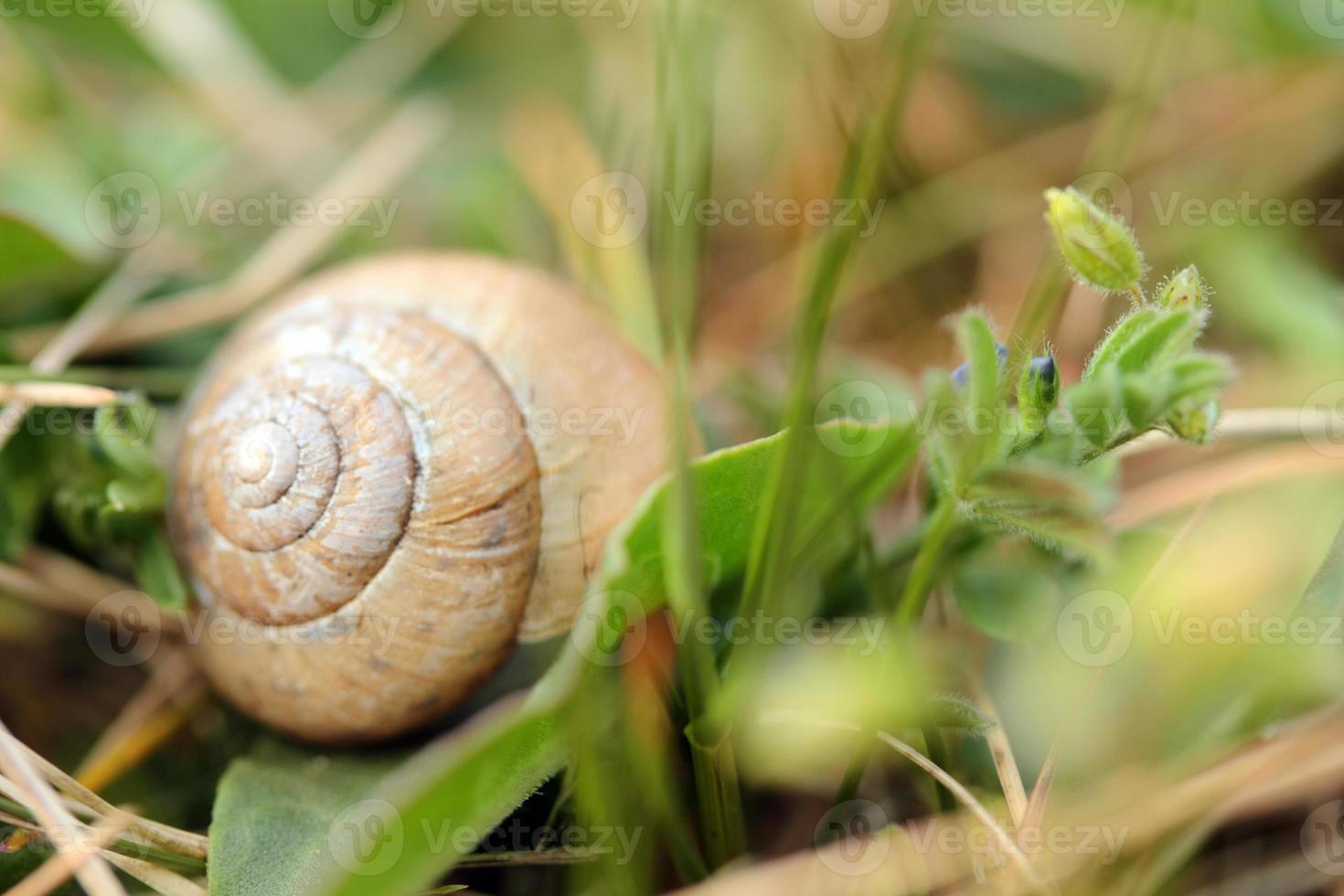 snails in the grass 1250811 Stock Photo at Vecteezy