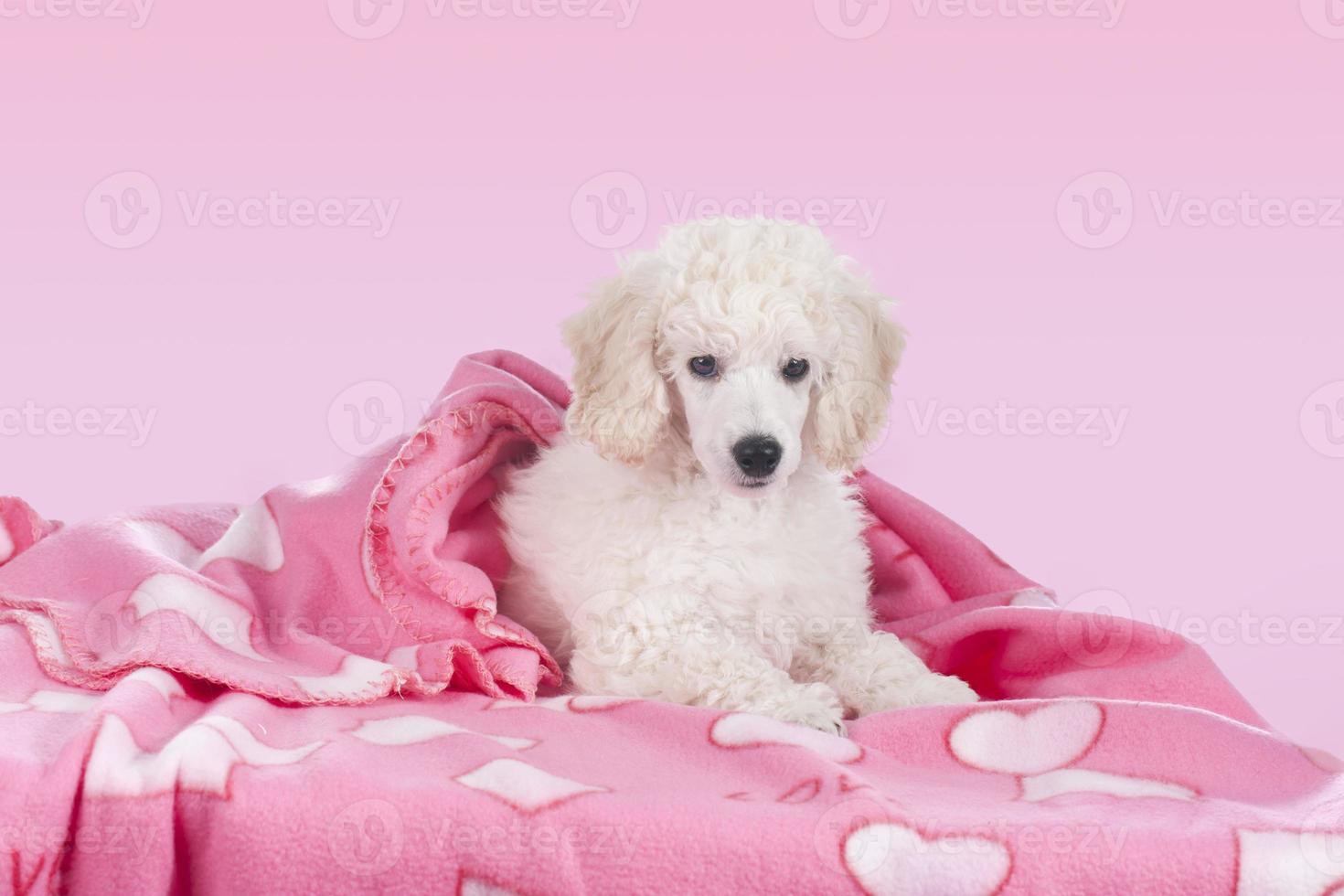 Cute white poodle relaxing under blanket photo