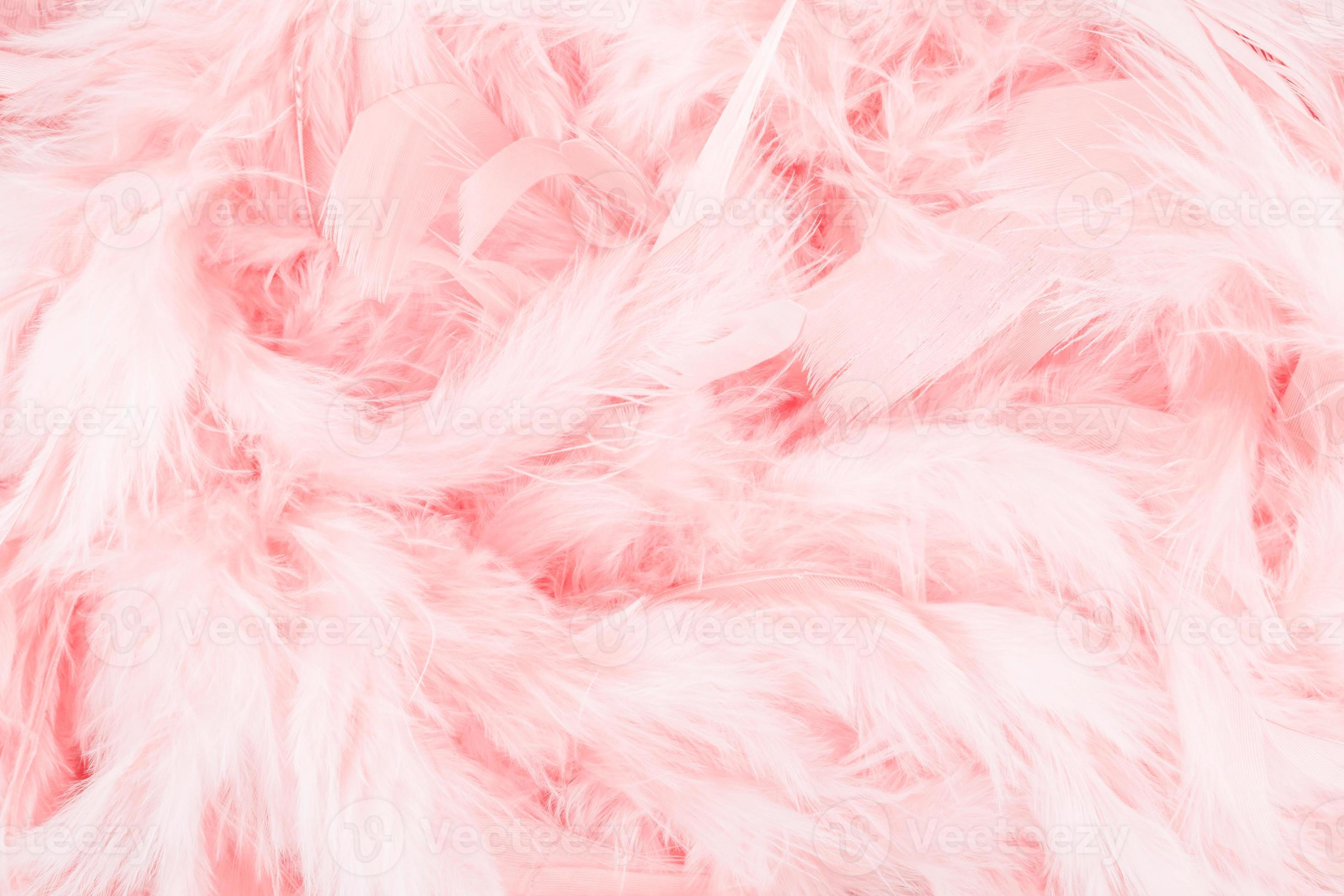 Pink feather background 1251039 Stock Photo at Vecteezy