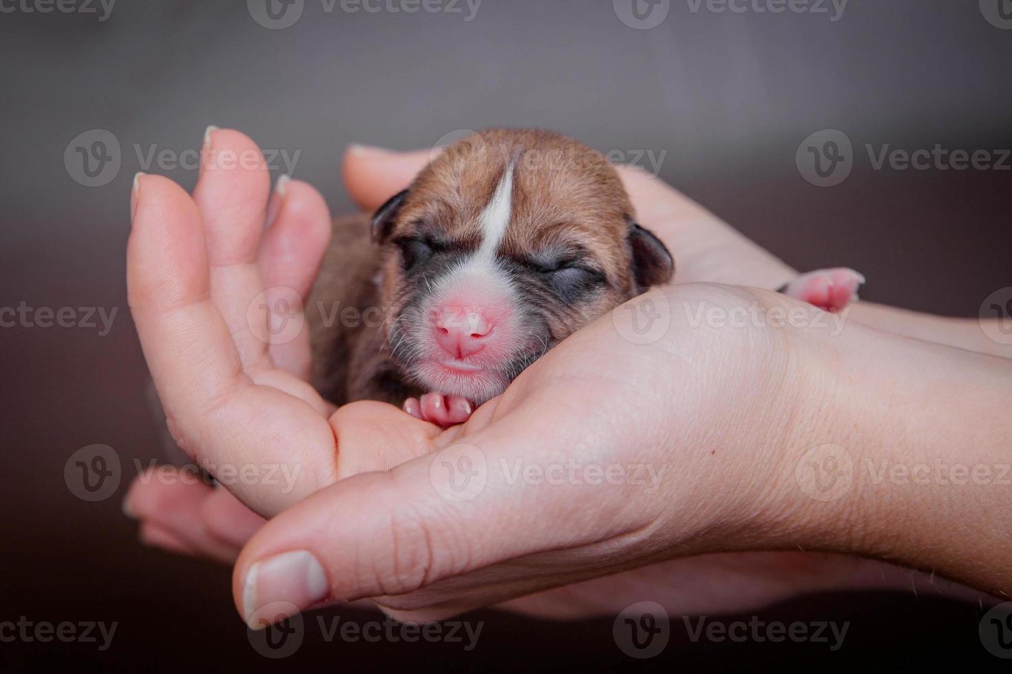 cachorro basenji recién nacido, primer día foto