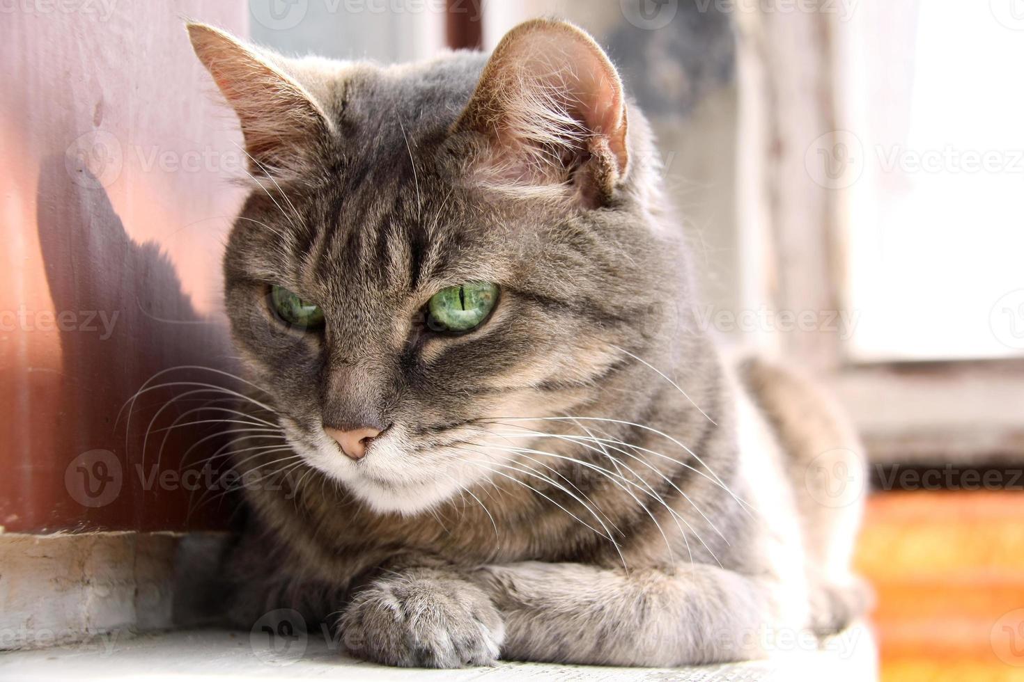 smart look green-eyed cat photo