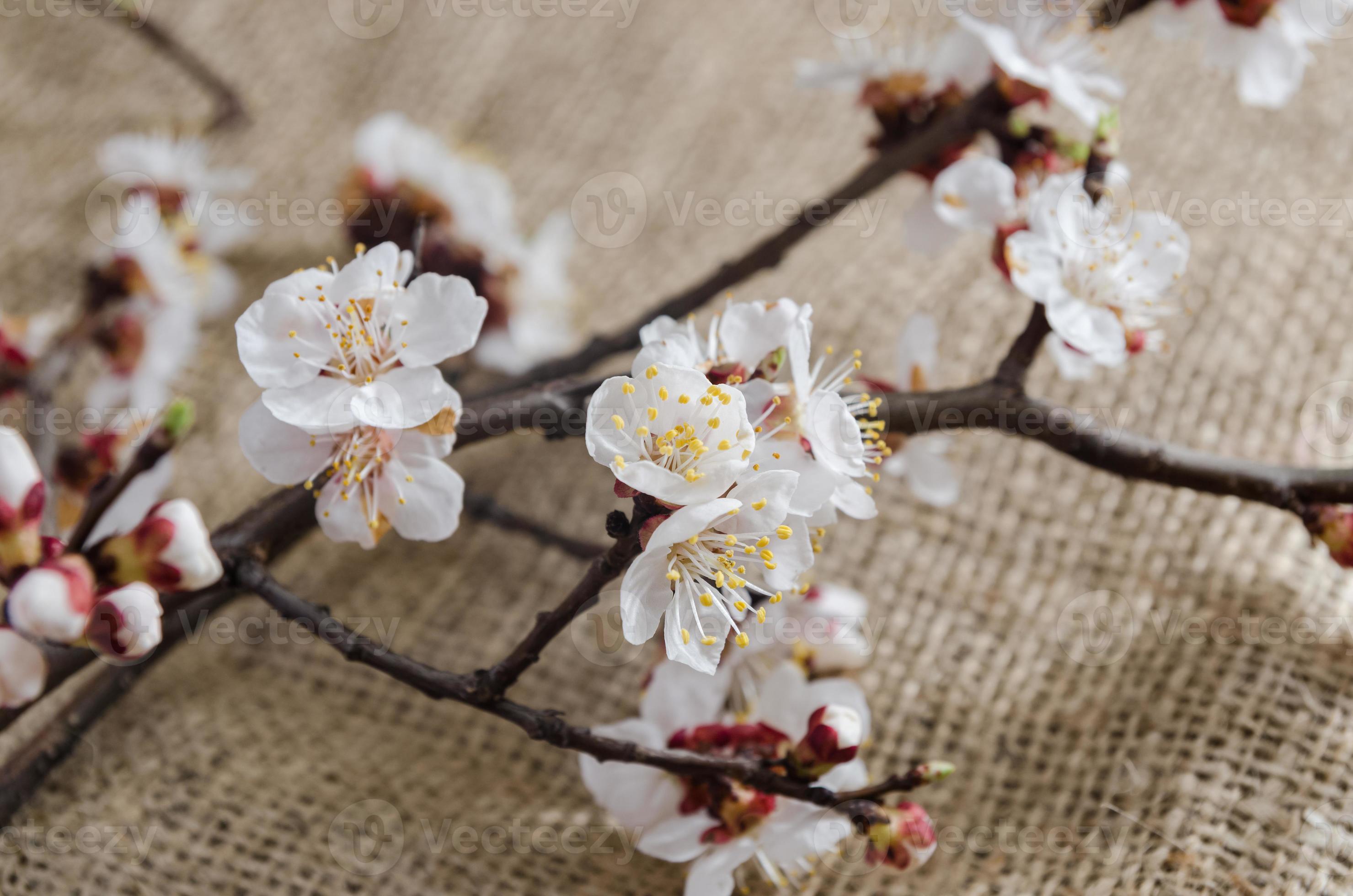 Flowers Of Apricot In April Stock Photo At Vecteezy