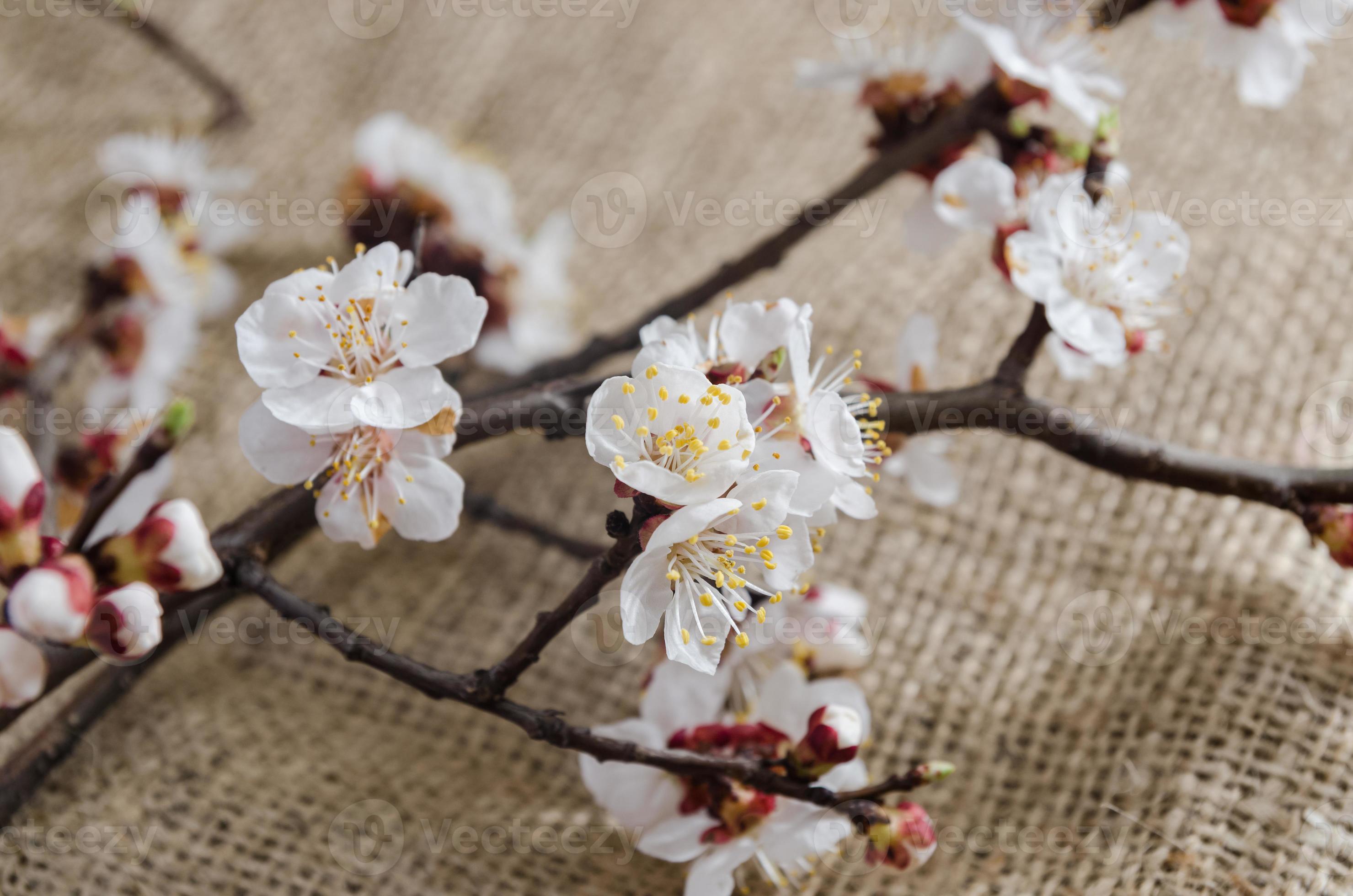 Flowers Of Apricot In April Stock Photo At Vecteezy Flowers Of Apricot In April Stock Photo At Vecteezy