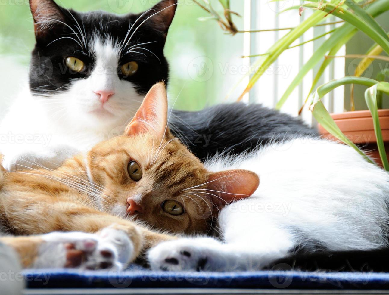 Two Cute Domestic Short Hair cats snuggling photo