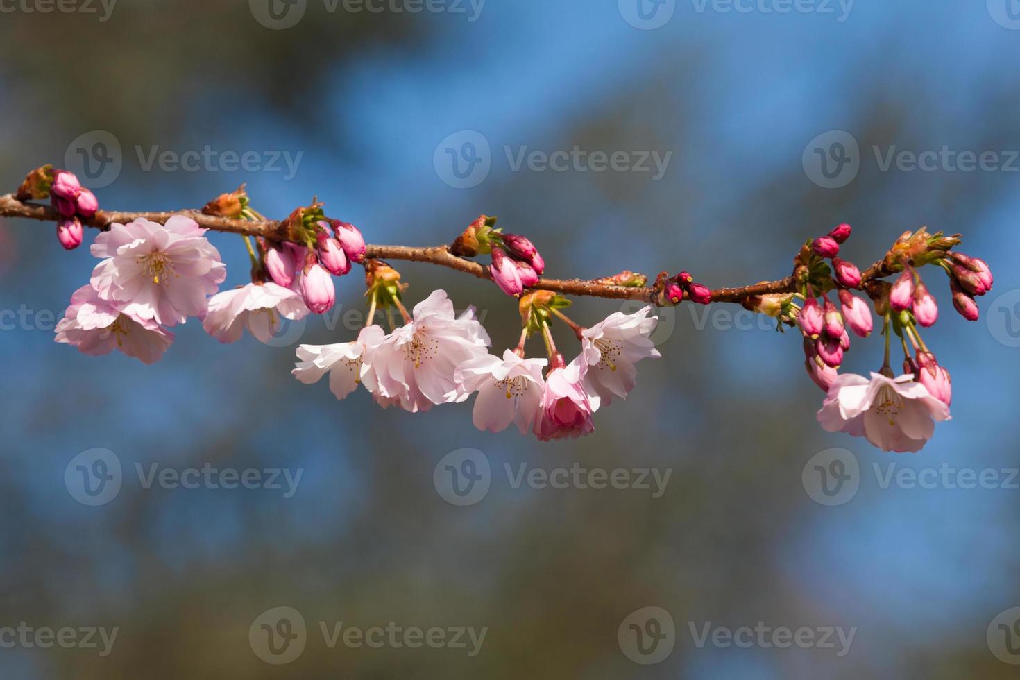 flor de cerezo, flores de sakura foto