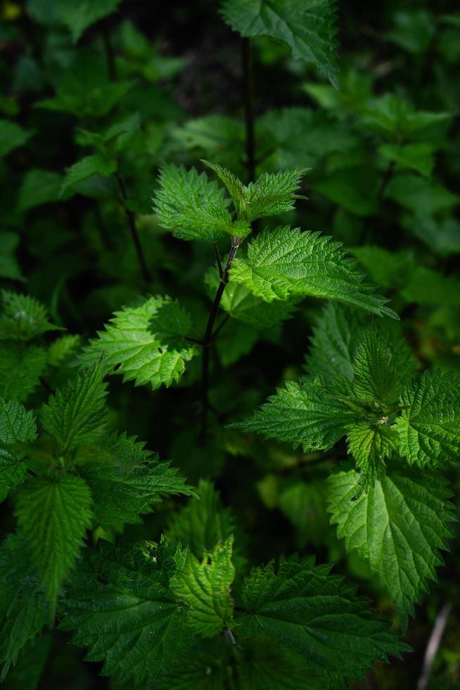 ortigas verdes en el bosque foto