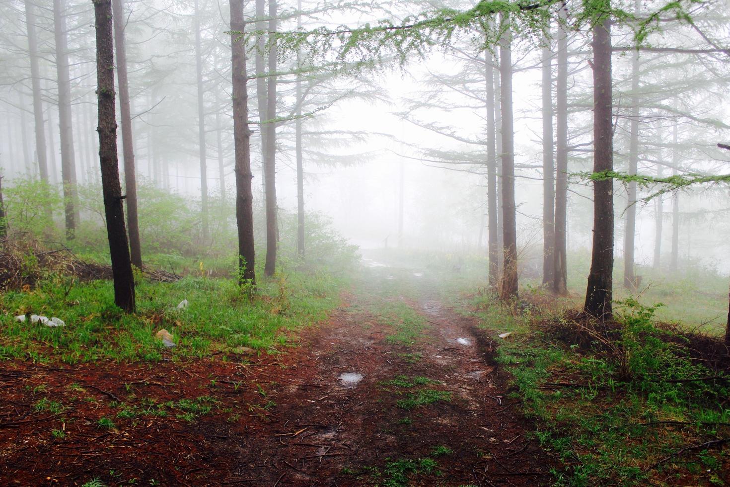 árboles en tiempo de niebla foto