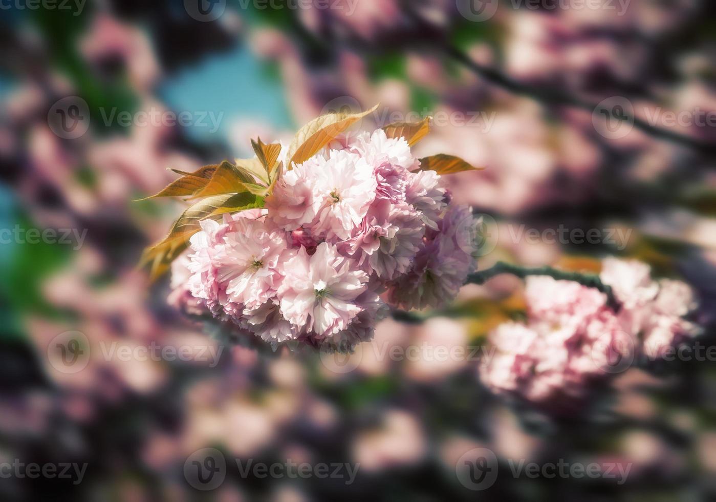 flor de cerezo sakura foto