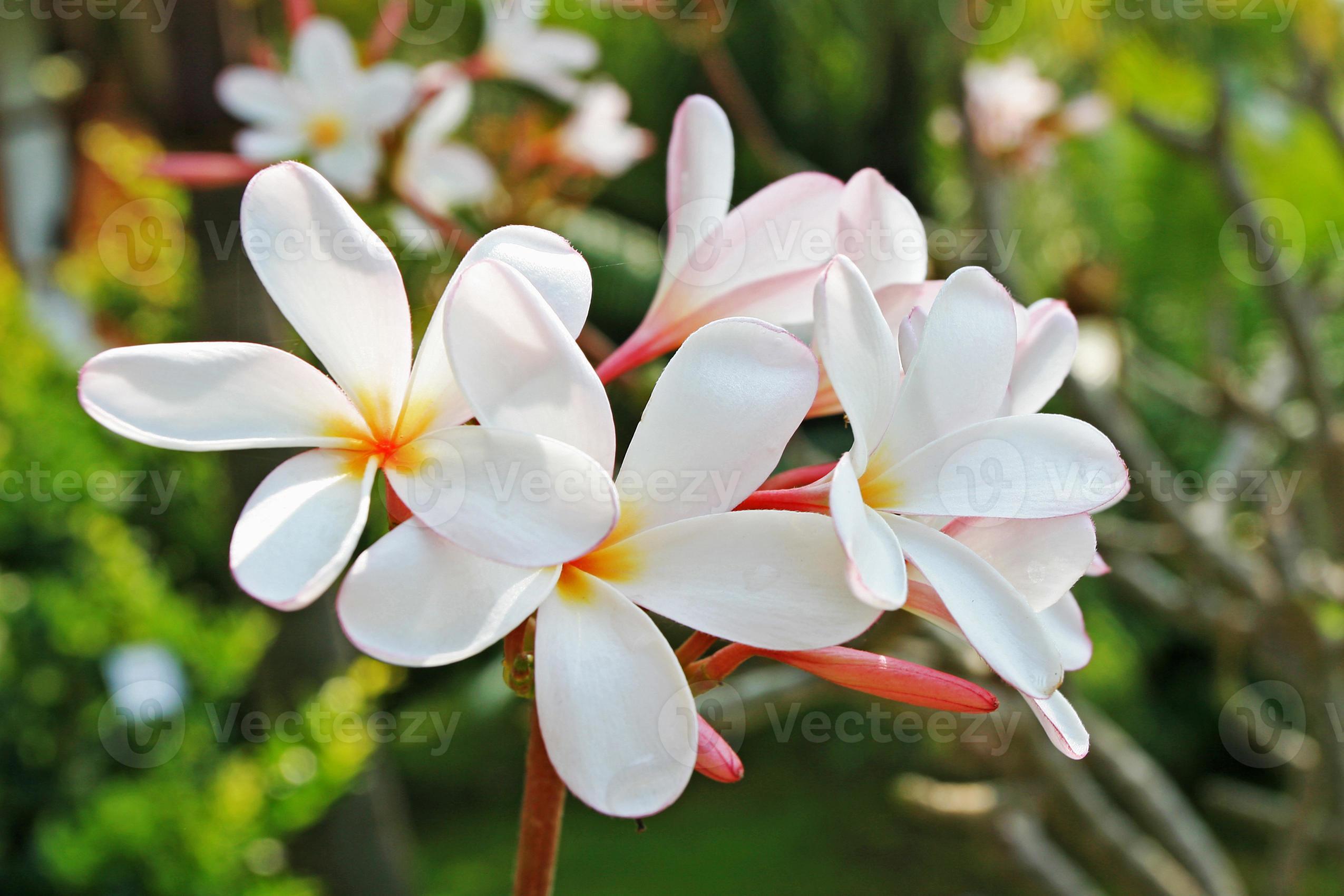 Frangipani Tropical Flowers photo