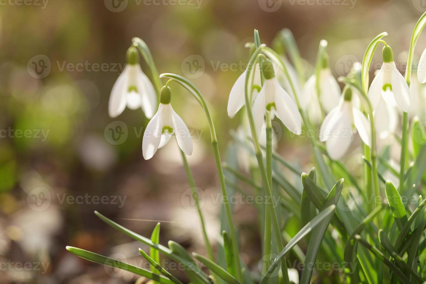 tender spring snowdrops in early spring morning photo