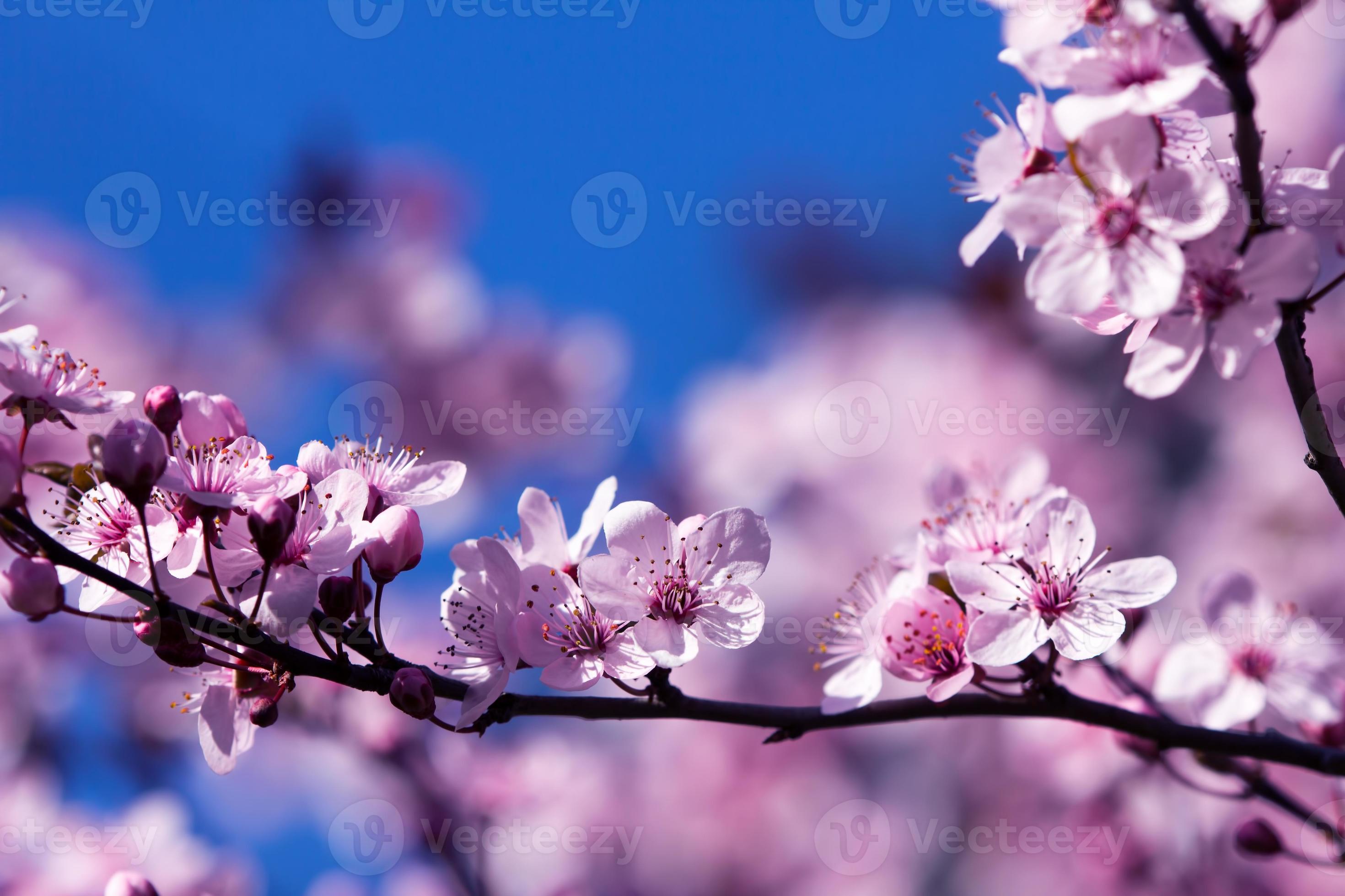 Blossom  in spring photo