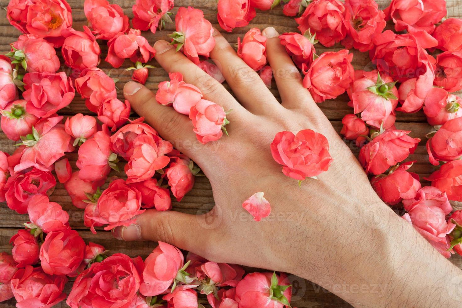 hand among red roses on a wooden table photo