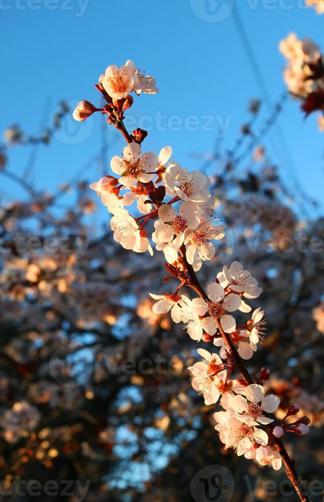 flores de cerezo de primavera foto